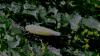 Ribautiana debilis